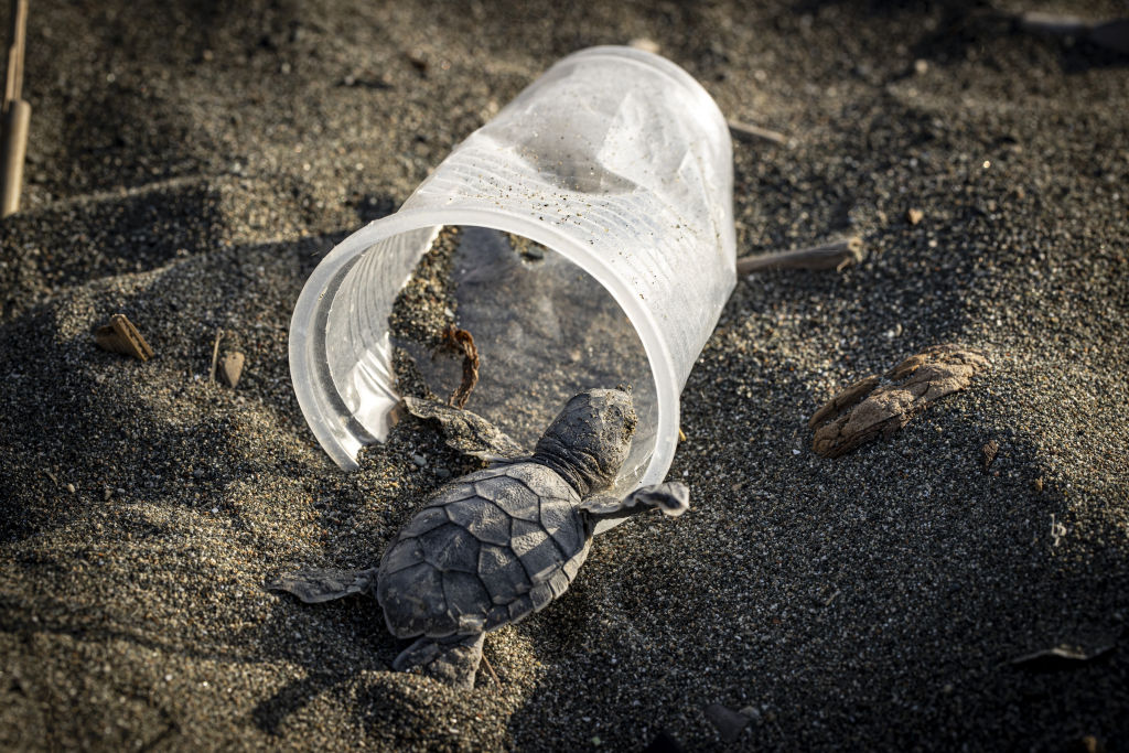 Sea turtles and plastic