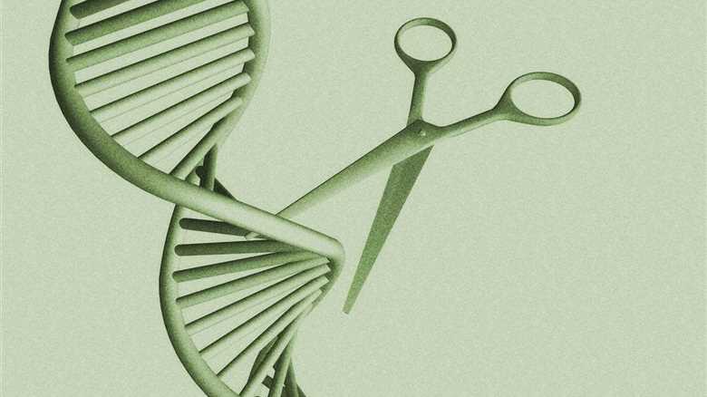 Can a One-Time Gene Therapy Lower Cholesterol?