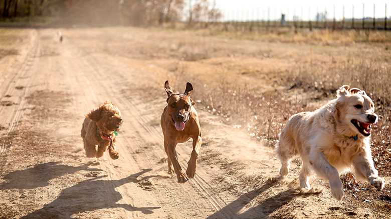 DNA Reveals the Secret History of Dogs