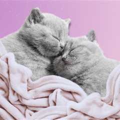 two keywords: snuggle